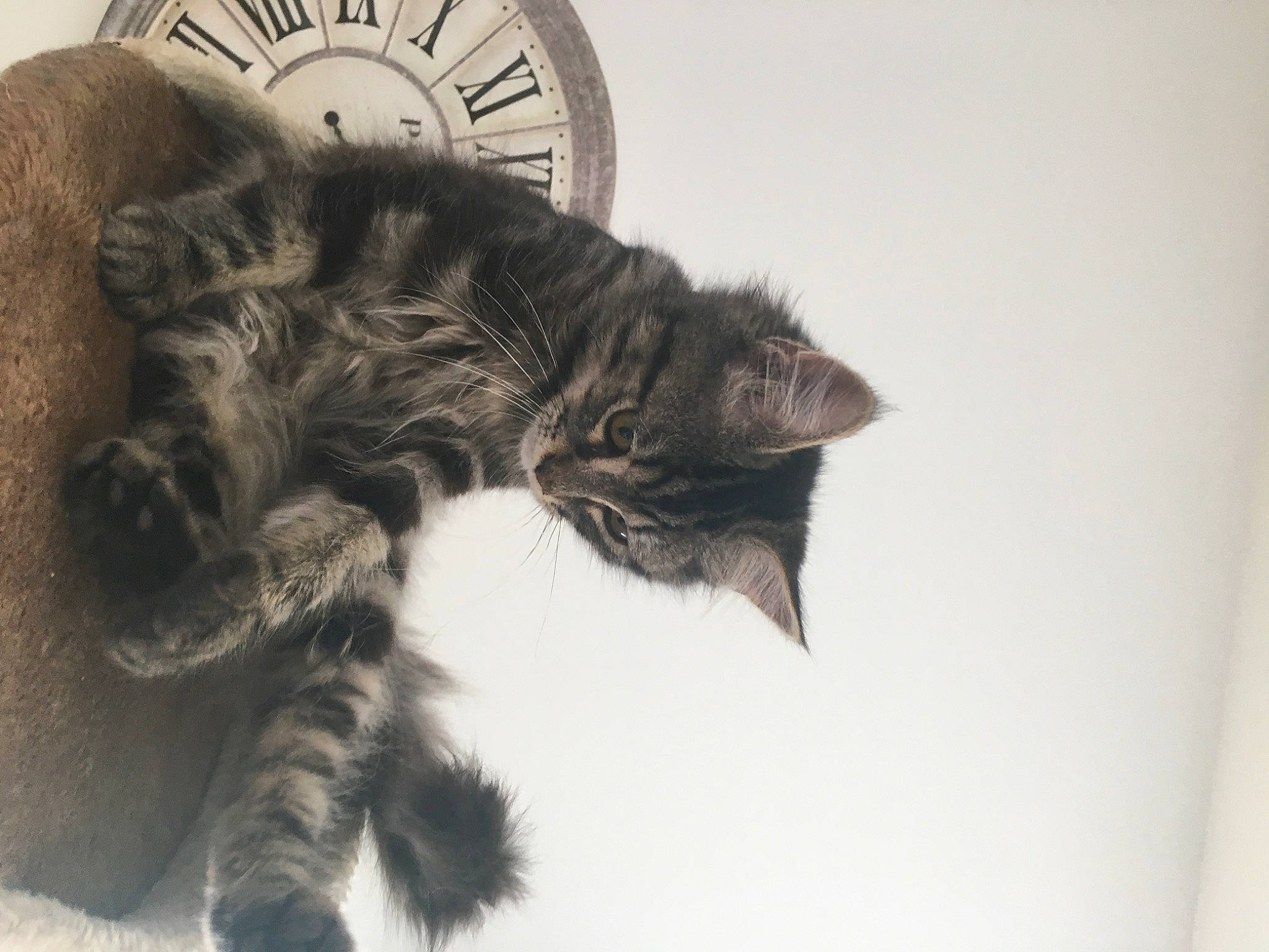 Pink participe au concours pour gagner de l'argent avec cette photo : automotive_tire, black_cat, carnivore, cat, claw, clock, comfort, dog_breed, domestic_short_haired_cat, felidae, flooring, fur, measuring_instrument, paw, small_to_medium_sized_cats, snout, tail, terrestrial_animal, whiskers
