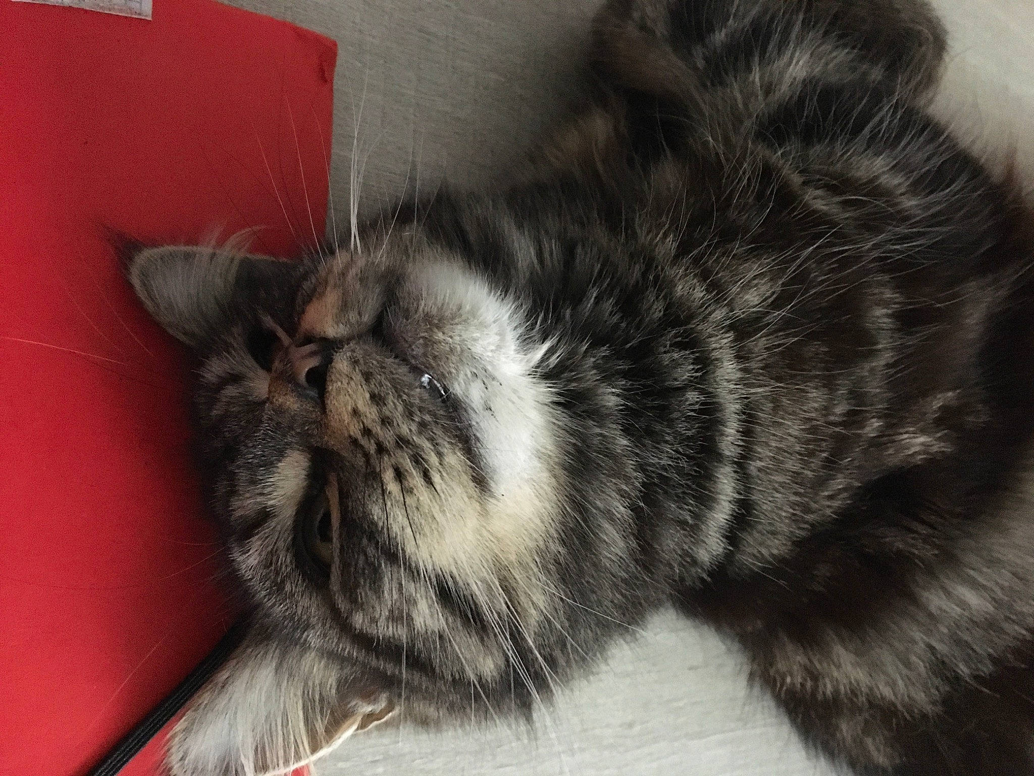 Pink a rejoint le concours — aidez-le/la à gagner de superbes lots ! carnivore, cat, claw, comfort, domestic_short_haired_cat, ear, felidae, fur, grey, monochrome_photography, nap, paw, sleep, small_to_medium_sized_cats, snout, tail, terrestrial_animal, whiskers