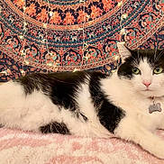 Olive is registered to the contest to win money with this photo: animal, black_and_white, bohemian, cat, collar, cozy, fairy_lights, fur, green_eyes, indoor, lying_down, pattern, pet, pink, portrait, relaxed, rug, tag, tapestry, whiskers