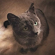Marley participe au concours pour gagner de l'argent avec cette photo : cat, gray_cat, feline, pet, animal, green_eye, whiskers, ears, fur, portrait, close_up, crouching, sitting, indoor, warm_lighting, dramatic_shadows, vintage_style, film_grain, serious_expression, photography