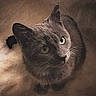 cat, gray_cat, feline, pet, animal, green_eye, whiskers, ears, fur, portrait, close_up, crouching, sitting, indoor, warm_lighting, dramatic_shadows, vintage_style, film_grain, serious_expression, photography