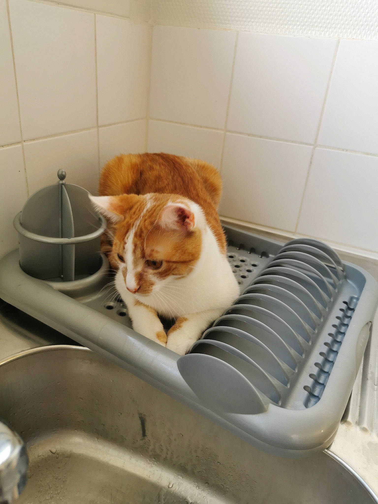 Winry participe au concours pour gagner de l'argent avec cette photo : animal_feed, bathroom, bathroom_sink, carnivore, cat, ceramic, comfort, domestic_short_haired_cat, felidae, flooring, gas, pet_supply, plumbing, plumbing_fixture, room, sink, small_to_medium_sized_cats, tail, tap, whiskers