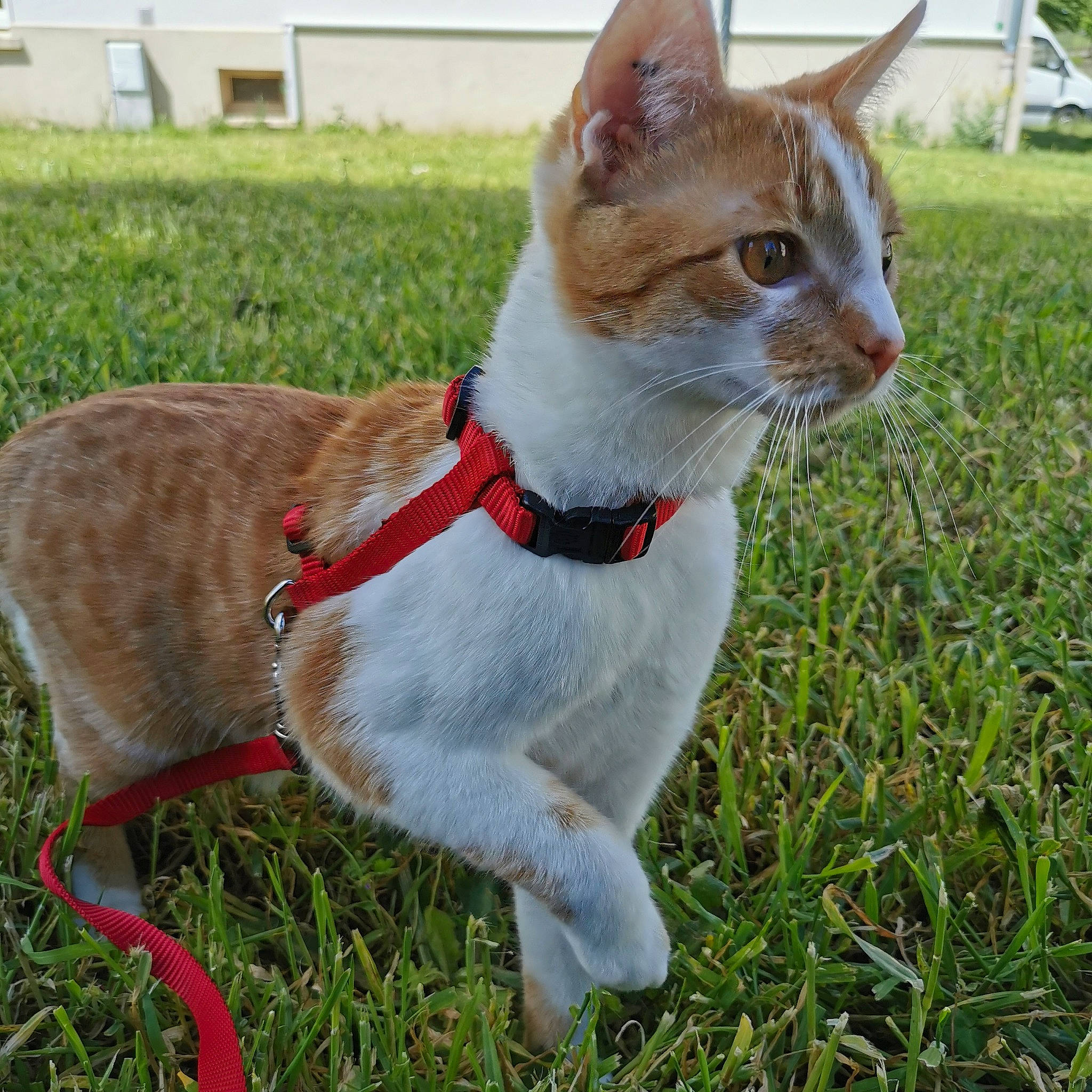 Winry participe au concours pour gagner de l'argent avec cette photo : art, carnivore, cat, collar, dog_collar, domestic_short_haired_cat, fashion_accessory, fawn, felidae, fur, grass, leash, plant, sitting, small_to_medium_sized_cats, snout, tail, terrestrial_animal, tree, whiskers