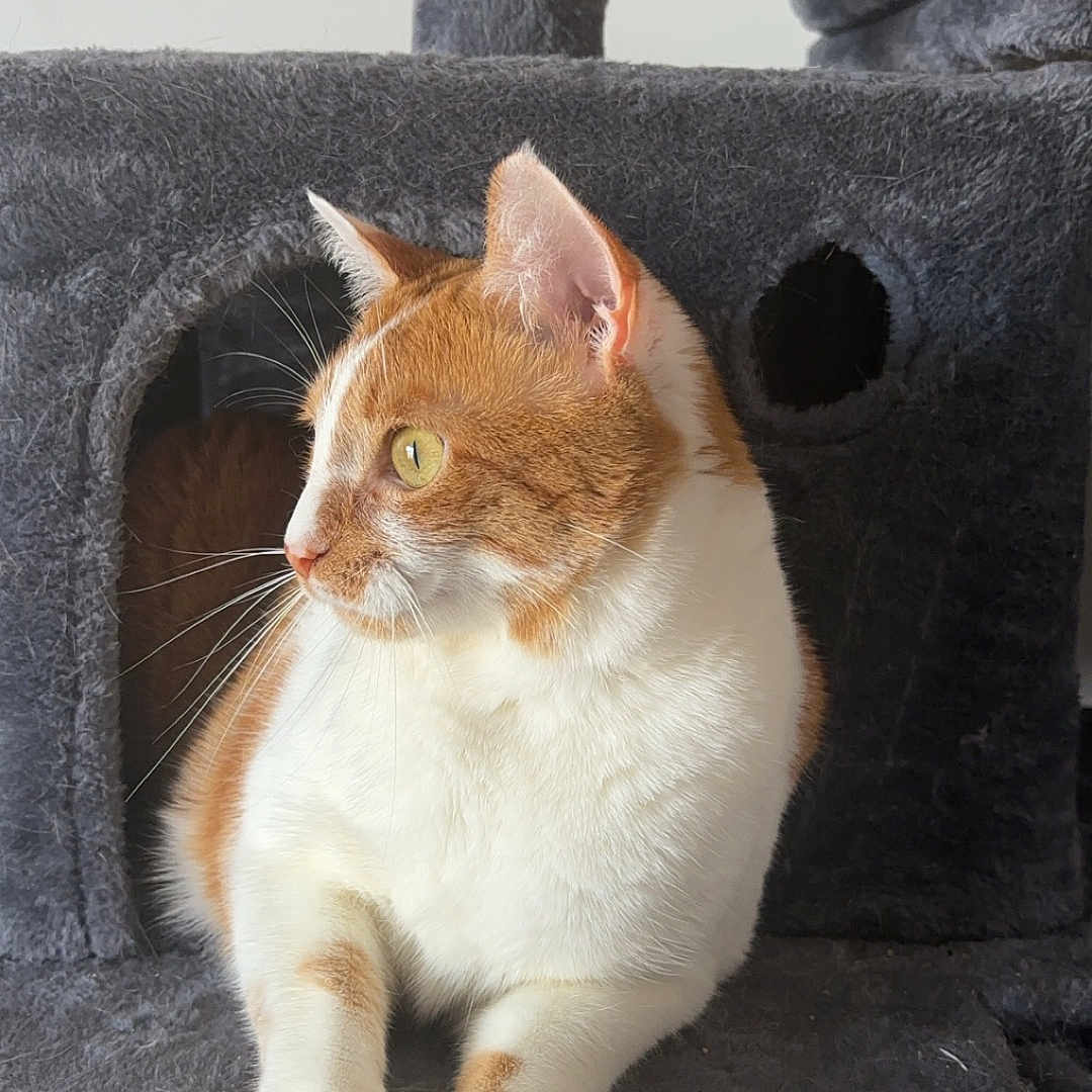 Winry participe au concours pour gagner de l'argent avec cette photo : abyssinian, accessories, alloywheel, animal, car, carwheel, cat, hole, kitten, machine, manx, pet, plush, siamese, spoke, strap, tire, toy, transportation, wood