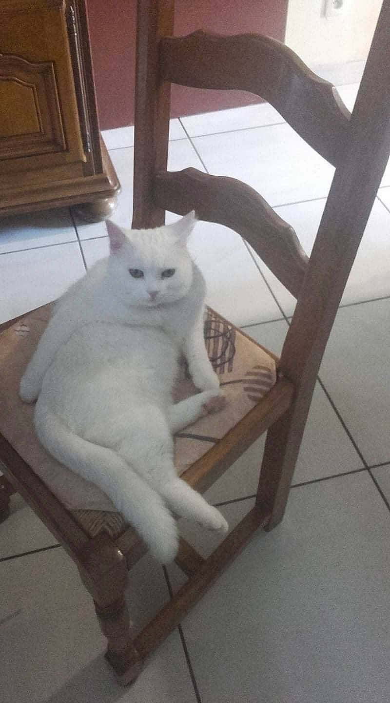 Houpette a rejoint le concours — aidez-le/la à gagner de superbes lots ! british_shorthair, burmilla, carnivore, cat, fawn, felidae, khao_manee, small_to_medium_sized_cats, tail, turkish_angora, whiskers, white