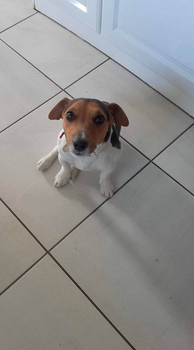 Jinko participe au concours pour gagner de l'argent avec cette photo : beagador, beagle, beagle_harrier, canidae, carnivore, companion_dog, dog, dog_breed, fawn, floor, harrier, jack_russell_terrier, mammal, plummer_terrier, puppy, rare_breed_dog, russell_terrier, snout, sporting_group, treeing_walker_coonhound