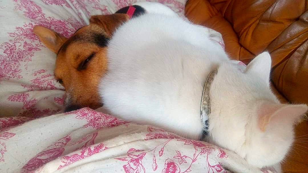 Jinko a rejoint le concours — aidez-le/la à gagner de superbes lots ! canidae, carnivore, companion_dog, dog, dog_breed, fawn, guinea_pig, jack_russell_terrier, mammal, nap, paw, puppy, puppy_love, russell_terrier