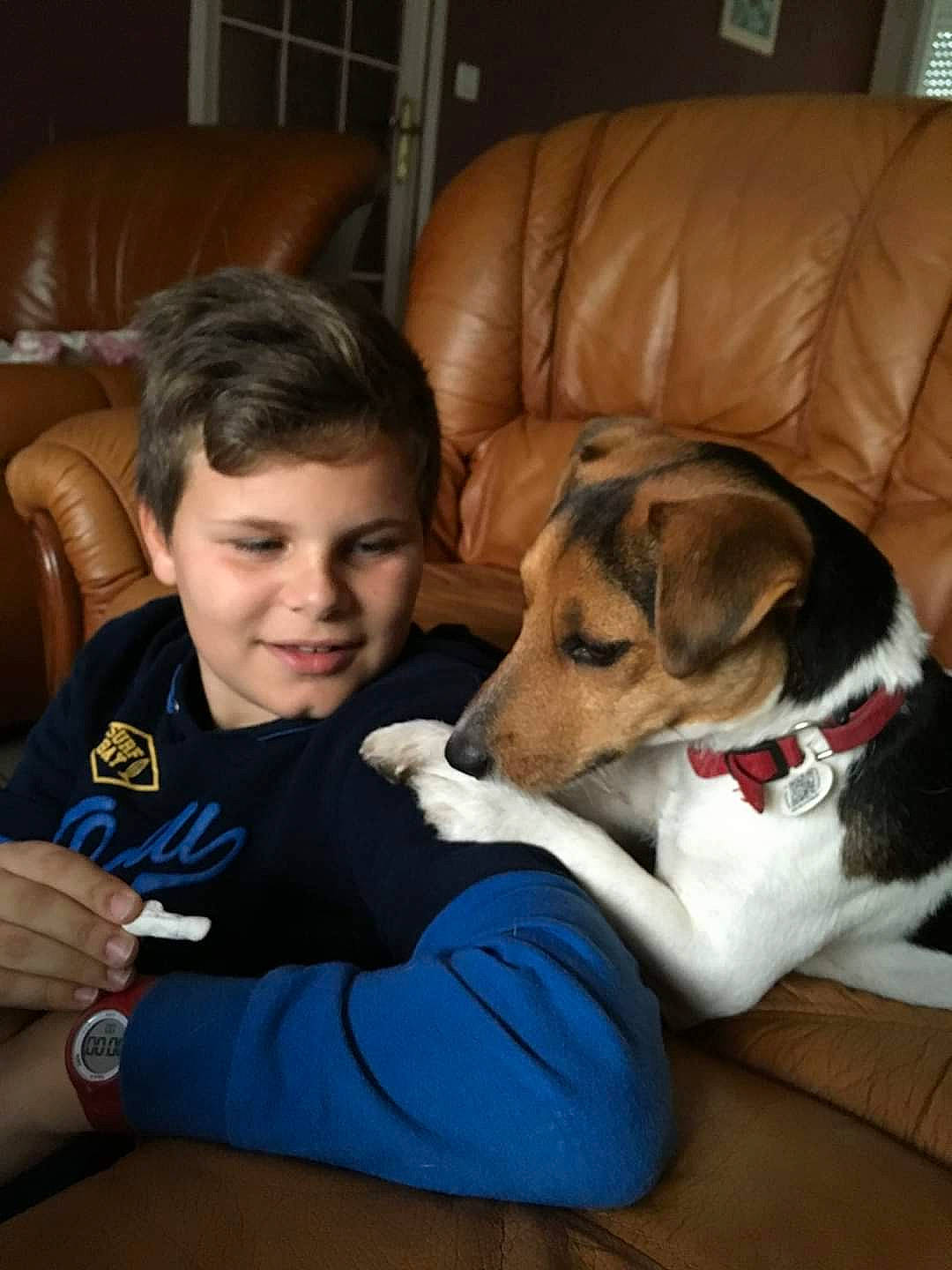 Jinko participe au concours pour gagner de l'argent avec cette photo : canidae, carnivore, child, companion_dog, danish_swedish_farmdog, dog, dog_breed, fox_terrier, harrier, mammal, puppy, puppy_love, rat_terrier, russell_terrier, smooth_fox_terrier