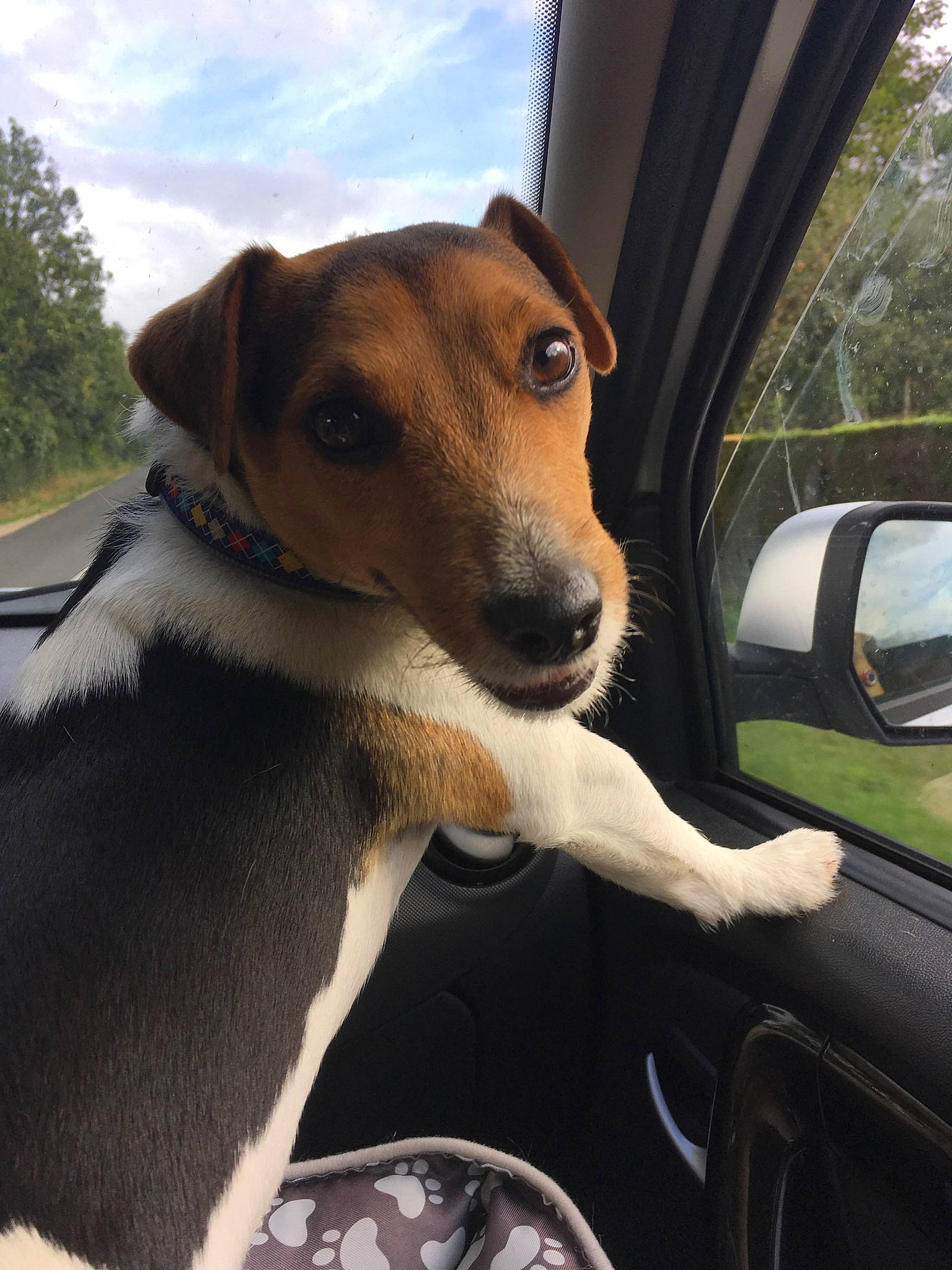 Jinko participe au concours pour gagner de l'argent avec cette photo : canidae, carnivore, companion_dog, dog, dog_breed, feist, fox_terrier, mammal, potcake_dog, smooth_fox_terrier, snout, street_dog, vehicle