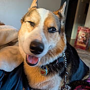 Maui is registered to the contest to win money with this photo: dog, pet, canine, winking, smiling, indoor, blanket, collar, fur, close_up, animal, comfortable, cute, happy, domestic, resting, cozy, living_room, chain, playful