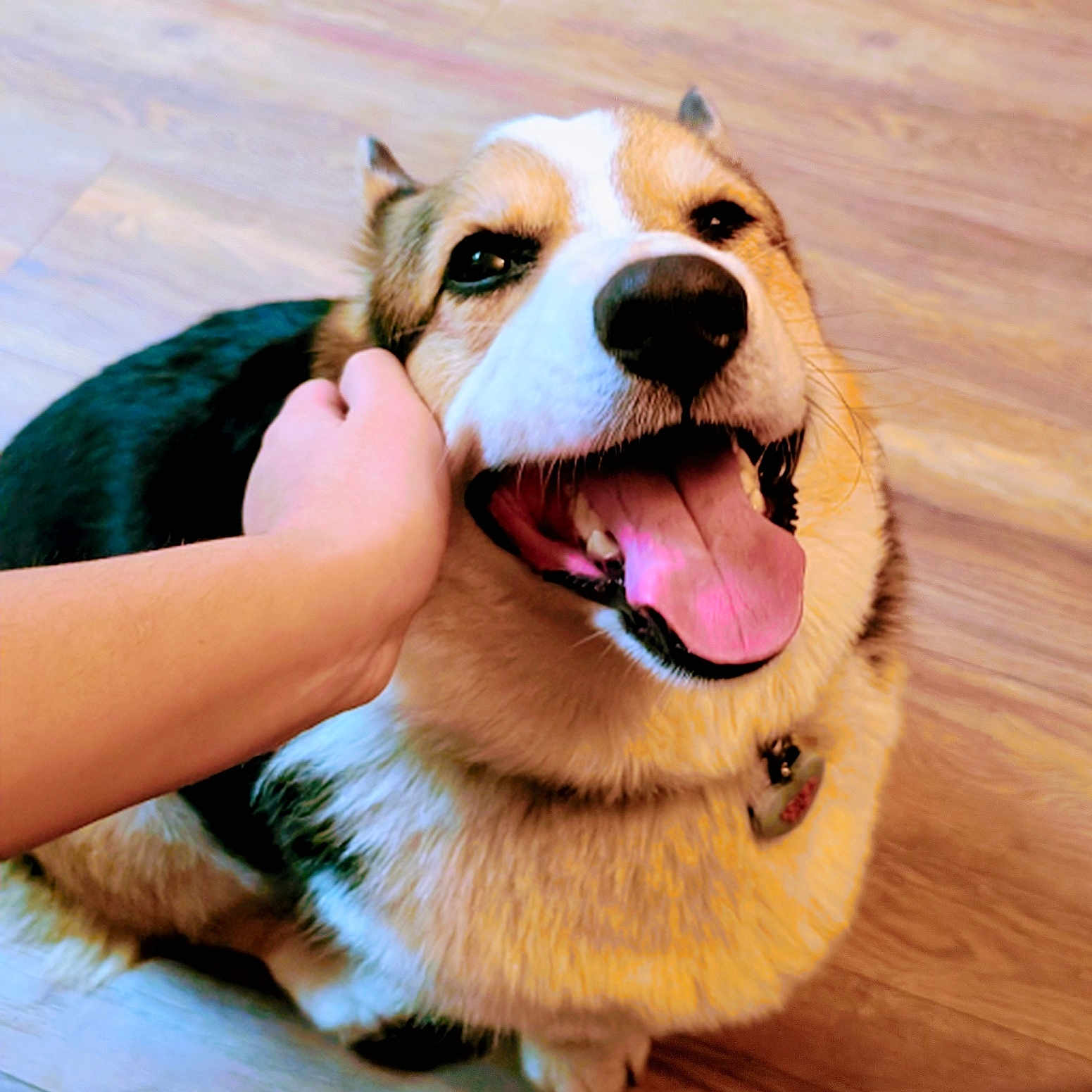 Maui is registered to the contest to win money with this photo: dog, pet, smiling, tongue_out, ear_scratch, happy, canine, indoor, wooden_floor, fur, collar, hand, friendly, close_up, animal, cute, domestic, companion, playful, relaxed