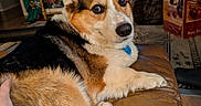 Maui is registered to the contest to win money with this photo: animal, brown, christmas_decorations, companion, corgi, couch, cozy, cute, dog, fishing, fur, hand, holiday, indoors, leather, living_room, pet, relaxing, table, television