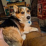 Maui is registered to the contest to win money with this photo: dog, corgi, pet, couch, leather, hand, living_room, television, fishing, table, christmas_decorations, holiday, cozy, fur, animal, indoors, relaxing, brown, cute, companion