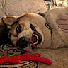 Maui joined the competition — help win amazing prizes! dog, canine, pet, lying_down, playful, carpet, indoor, hand, chew_toy, red_toy, teeth, fur, close_up, animal, mammal, happy, domestic_animal, couch, relaxed, companion