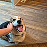 Maui joined the competition — help win amazing prizes! animal, canine, collar, companion, cute, dog, domestic, flooring, friendly, fur, hand, happy, home, indoor, mammal, pet, playful, smiling, tongue_out, wooden_floor