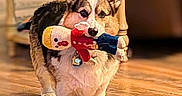 Maui joined the competition — help win amazing prizes! dog, corgi, toy, indoor, wooden_floor, pet, playing, animal, cute, small_dog, fur, ears, collar, home, furniture, floor, walking, domestic_animal, mammal, pet_toy
