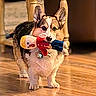 dog, corgi, toy, indoor, wooden_floor, pet, playing, animal, cute, small_dog, fur, ears, collar, home, furniture, floor, walking, domestic_animal, mammal, pet_toy