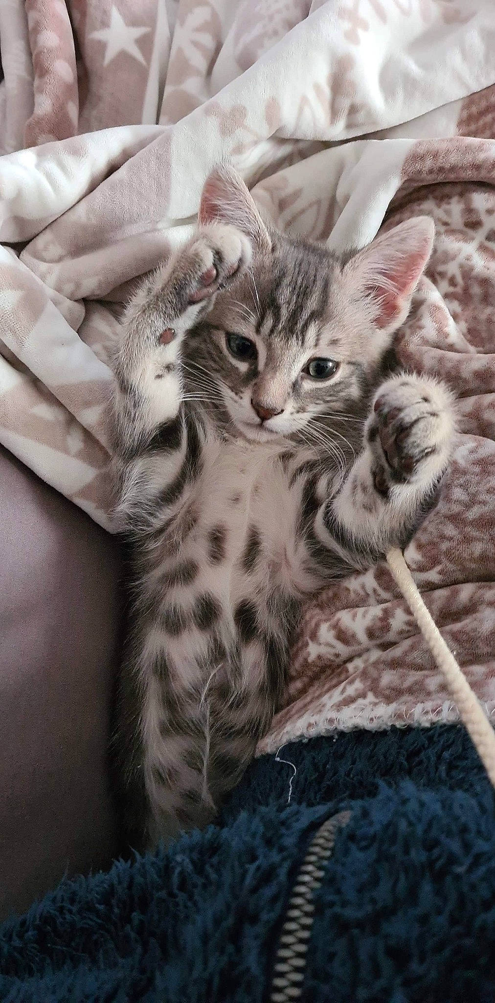 Choupy a rejoint le concours — aidez-le/la à gagner de superbes lots ! carnivore, cat, claw, domestic_short_haired_cat, eye, felidae, foot, fur, gesture, monochrome_photography, nail, pattern, paw, sitting, small_to_medium_sized_cats, snout, tail, terrestrial_animal, whiskers, wildlife