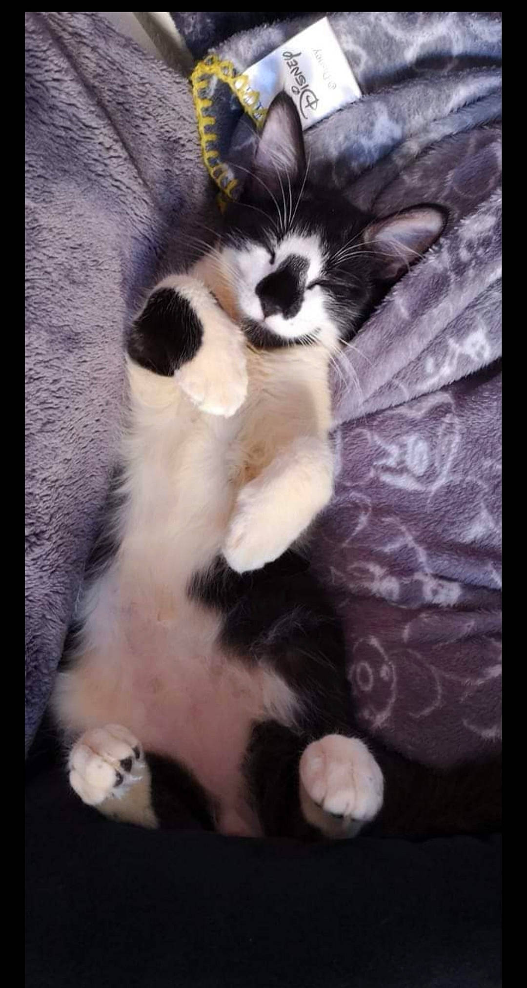 Donuts a rejoint le concours — aidez-le/la à gagner de superbes lots ! carnivore, cat, claw, comfort, domestic_short_haired_cat, felidae, foot, fur, paw, rectangle, small_to_medium_sized_cats, tail, terrestrial_animal, whiskers, window