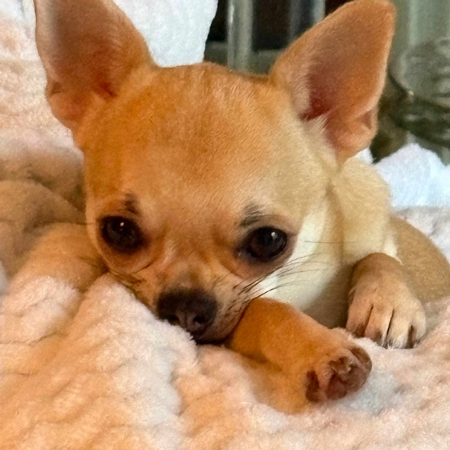 Lila a rejoint le concours — aidez-le/la à gagner de superbes lots ! adorable, animal, blanket, chihuahua, closeup, companion, cozy, cute, dog, ears, fur, indoor, paws, pet, puppy, resting, sleepy, small, soft, tan
