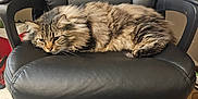 Murphy joined the competition — help win amazing prizes! animal, black_leather, box, carpet, cat, cozy, domestic, feline, fluffy_fur, furniture, household, indoor, jacket, office_chair, pet, relaxed, resting, side_view, sleepy, tabby_cat