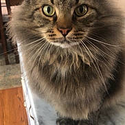 Murphy is registered to the contest to win money with this photo: cat, tabby, fluffy, green_eyes, marble_countertop, indoor, pet, feline, whiskers, ears, fur, close_up, curious, domestic, animal, household, wood_floor, cabinet, kitchen, portrait