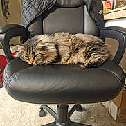 Murphy is registered to the contest to win money with this photo: animal, black_leather, box, carpet, cat, cozy, domestic, feline, fluffy_fur, furniture, household, indoor, jacket, office_chair, pet, relaxed, resting, side_view, sleepy, tabby_cat