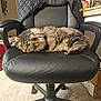 animal, black_leather, box, carpet, cat, cozy, domestic, feline, fluffy_fur, furniture, household, indoor, jacket, office_chair, pet, relaxed, resting, side_view, sleepy, tabby_cat
