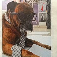 Loîs participe au concours pour gagner de l'argent avec cette photo : accessory, animal, brown_dog, canine, casual, checkered_pattern, costume, dog, domestic_animal, floor, funny, glasses, indoor, looking_down, muzzle, papers, pet, portrait, resting, tie