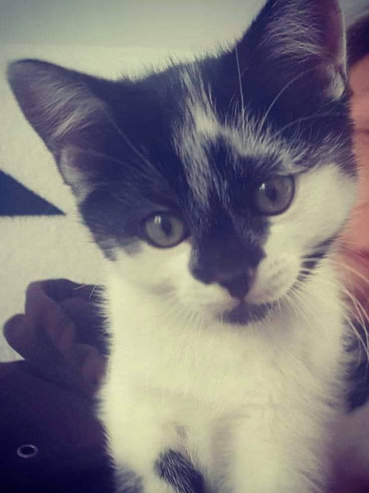 Rafale participe au concours pour gagner de l'argent avec cette photo : black_and_white, carnivore, cat, domestic_short_haired_cat, ear, eye, felidae, fur, iris, kitten, mammal, nose, ojos_azules, polydactyl_cat, skin, sky, small_to_medium_sized_cats, snapshot, snout, whiskers