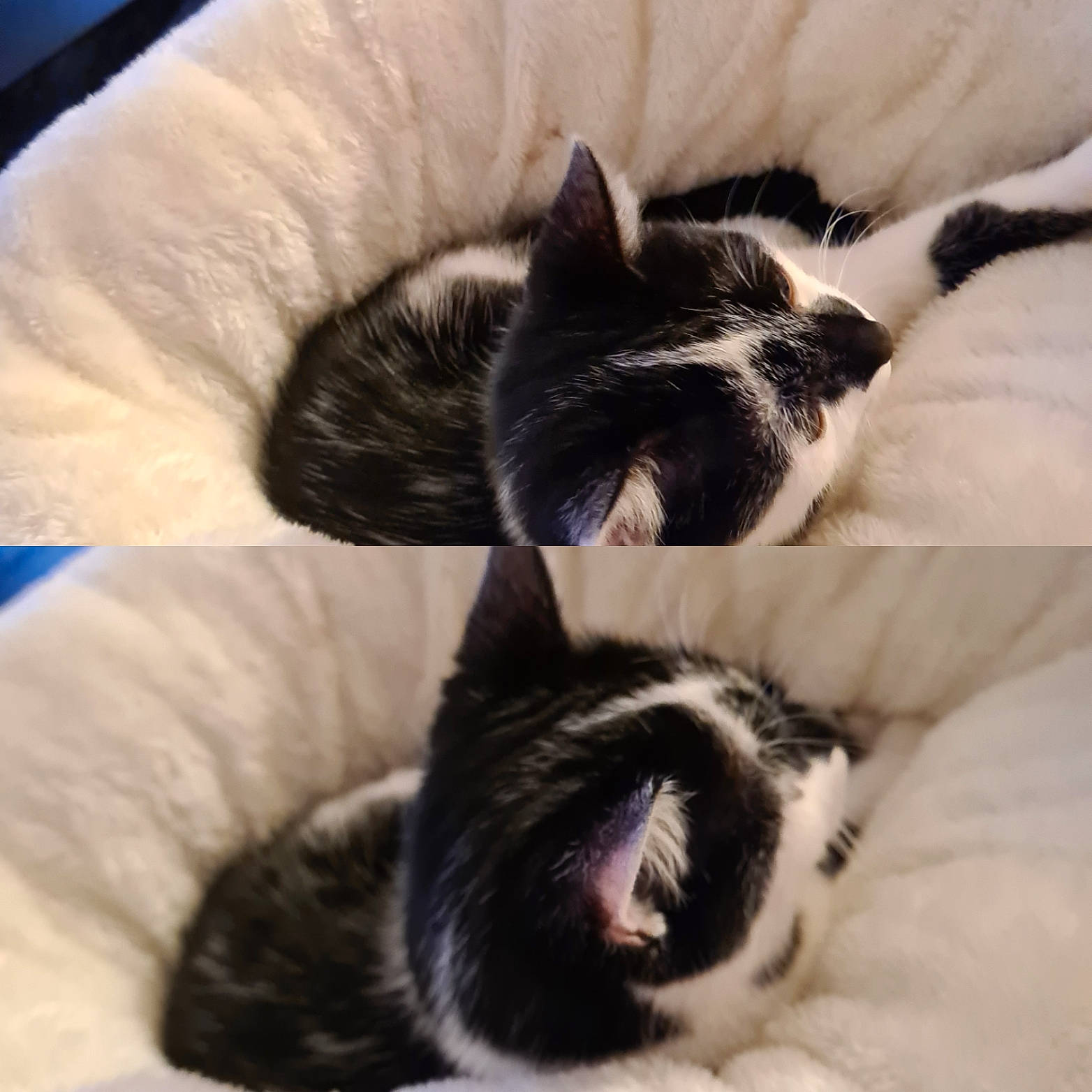 Rafale participe au concours pour gagner de l'argent avec cette photo : black_and_white, canidae, carnivore, cat, ear, eye, felidae, fur, head, kitten, nap, nose, paw, puppy, sleep, small_to_medium_sized_cats, snout, tail, whiskers