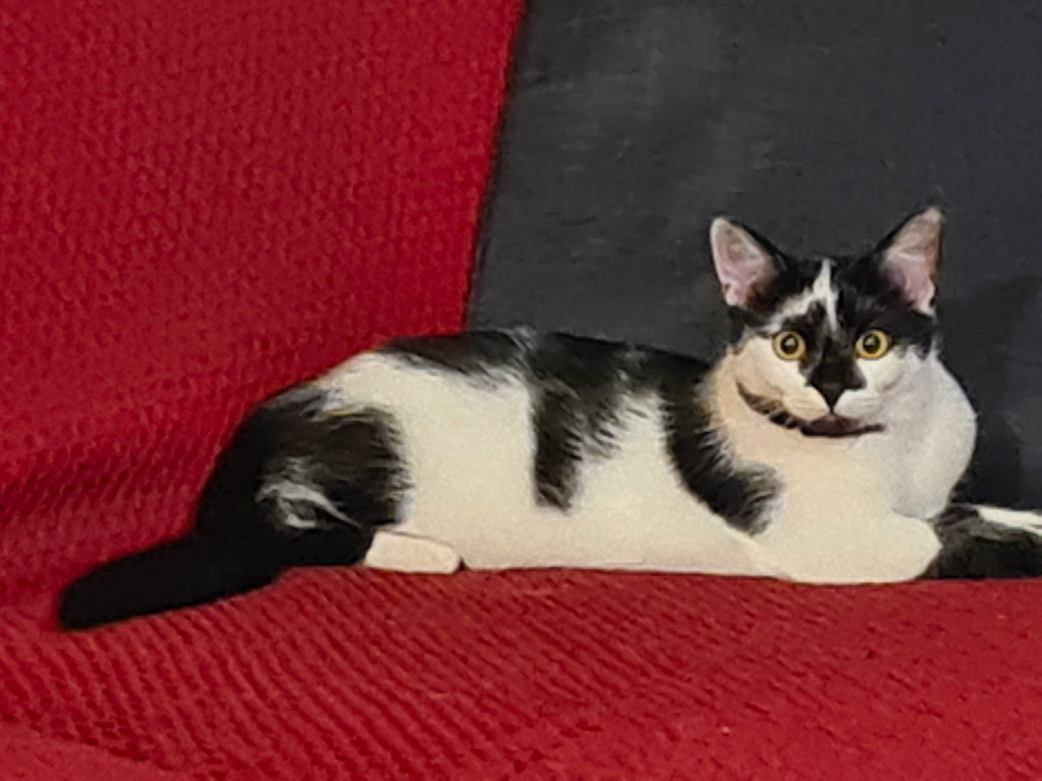 Rafale participe au concours pour gagner de l'argent avec cette photo : aegean_cat, american_wirehair, asian, black_and_white, carnivore, cat, domestic_short_haired_cat, european_shorthair, felidae, japanese_bobtail, kitten, mammal, polydactyl_cat, small_to_medium_sized_cats, tail, vertebrate, whiskers