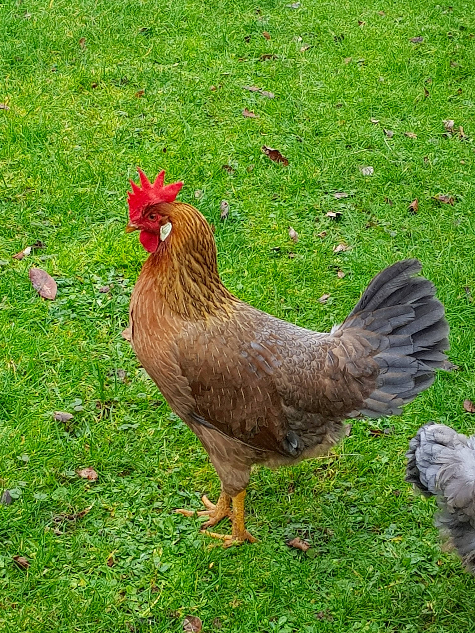 Olympe participe au concours pour gagner de l'argent avec cette photo : adaptation, beak, bird, chicken, comb, fowl, galliformes, grass, livestock, meadow, pasture, phasianidae, plant, poultry, rooster, vertebrate