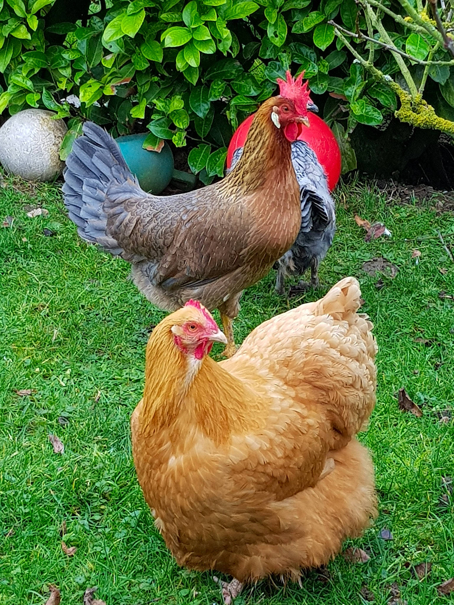 Olympe a rejoint le concours — aidez-le/la à gagner de superbes lots ! adaptation, beak, bird, chicken, comb, fowl, galliformes, grass, livestock, pasture, phasianidae, plant, poultry, rooster, vertebrate