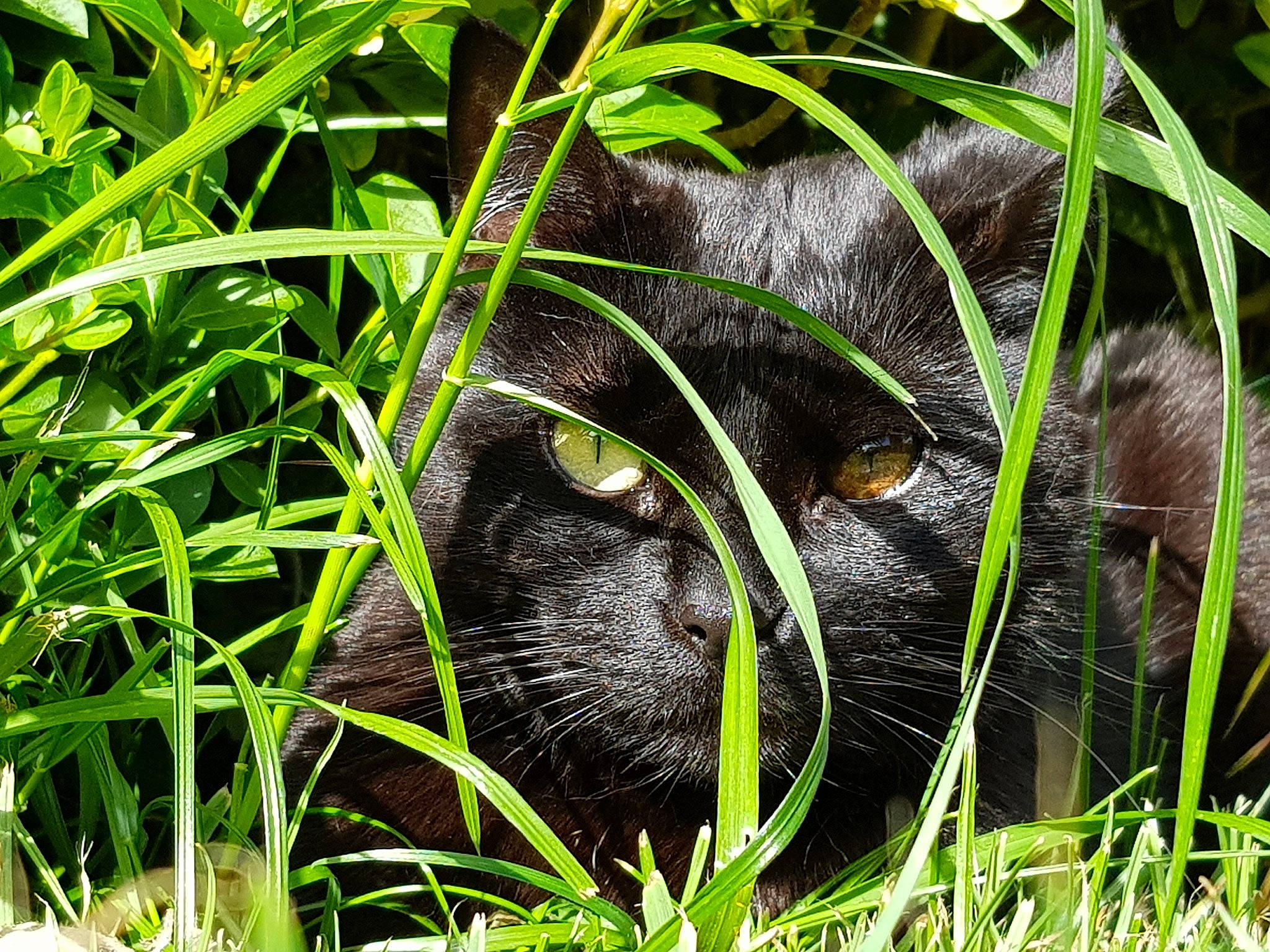 Lucky a rejoint le concours — aidez-le/la à gagner de superbes lots ! black_cat, carnivore, cat, eye, felidae, grass, grass_family, green, jaguar, plant, small_to_medium_sized_cats, snout, terrestrial_animal, whiskers, wildlife