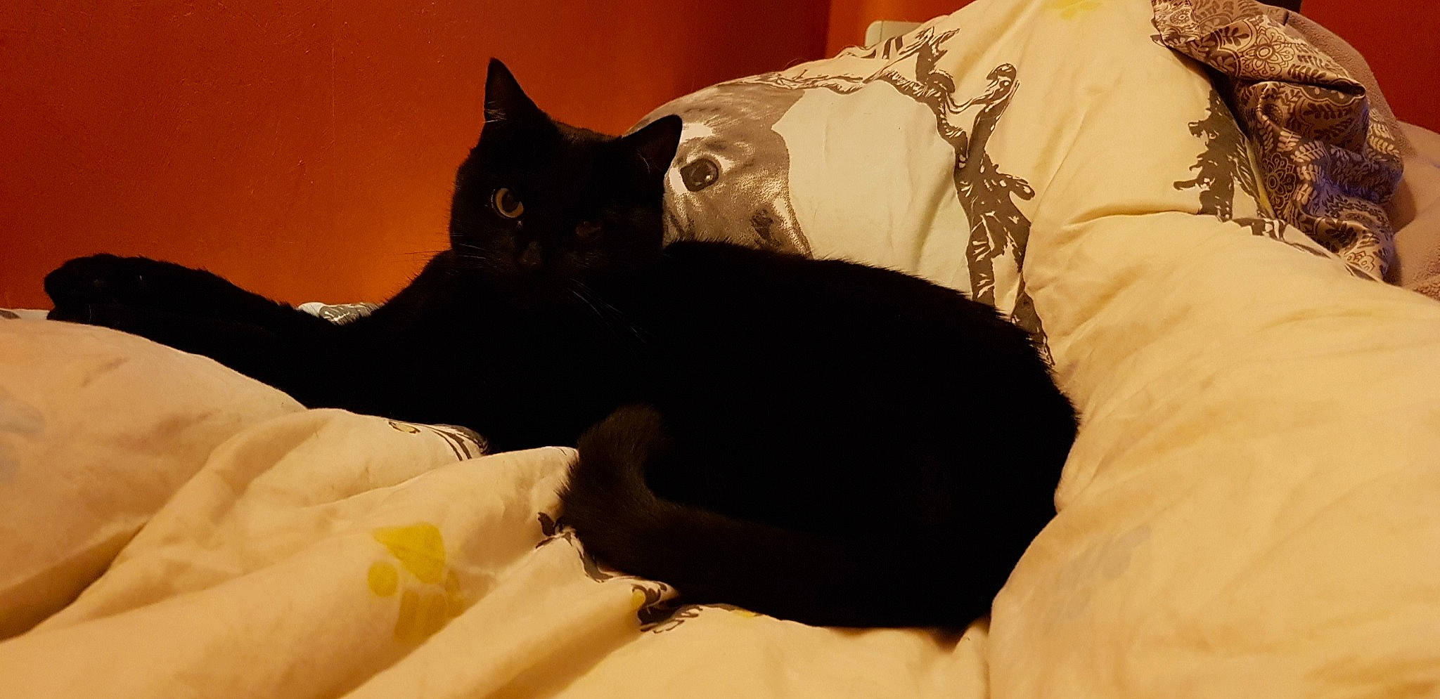 Lucky a rejoint le concours — aidez-le/la à gagner de superbes lots ! asian, black, black_cat, bombay, burmese, carnivore, cat, felidae, fur, kitten, small_to_medium_sized_cats, tail, whiskers