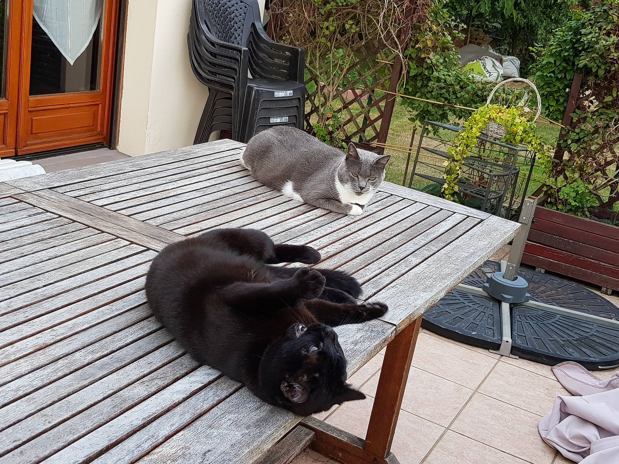 Lucky a rejoint le concours — aidez-le/la à gagner de superbes lots ! backyard, black_cat, canidae, carnivore, cat, comfort, companion_dog, deck, dog, dog_breed, furniture, guard_dog, home, outdoor_furniture, patio, puppy, russian_blue, sporting_group, table, tail