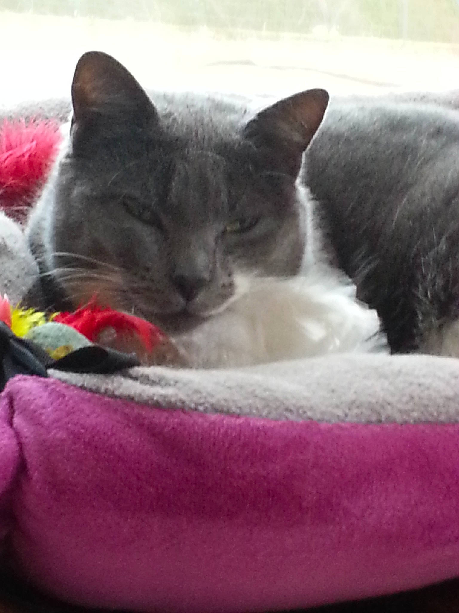 Louna a rejoint le concours — aidez-le/la à gagner de superbes lots ! british_shorthair, carnivore, cat, cat_bed, chartreux, domestic_short_haired_cat, felidae, furniture, kitten, korat, mammal, nap, russian_blue, small_to_medium_sized_cats, whiskers