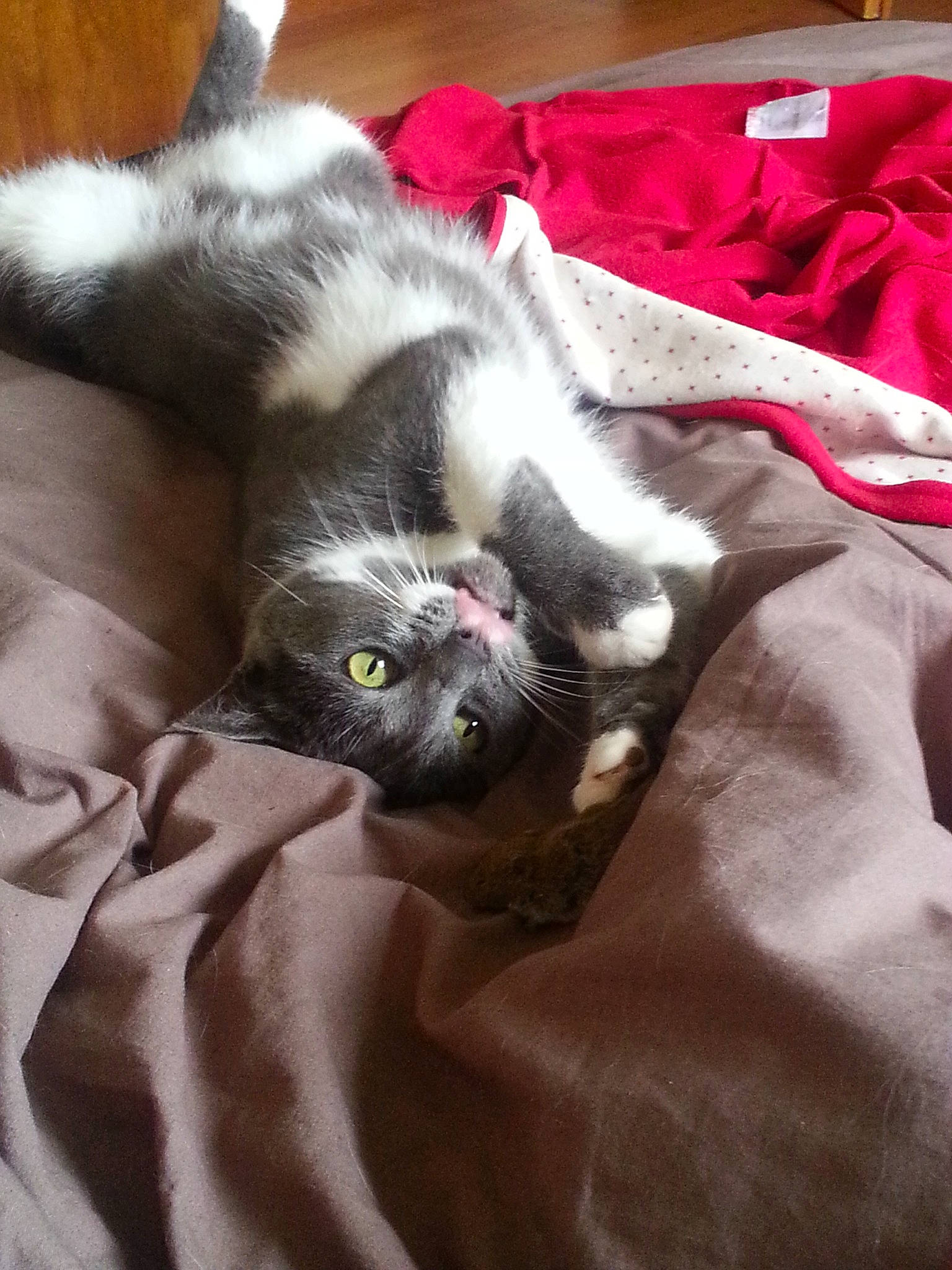 Louna participe au concours pour gagner de l'argent avec cette photo : carnivore, cat, chartreux, claw, fawn, felidae, fur, kitten, russian_blue, small_to_medium_sized_cats, whiskers