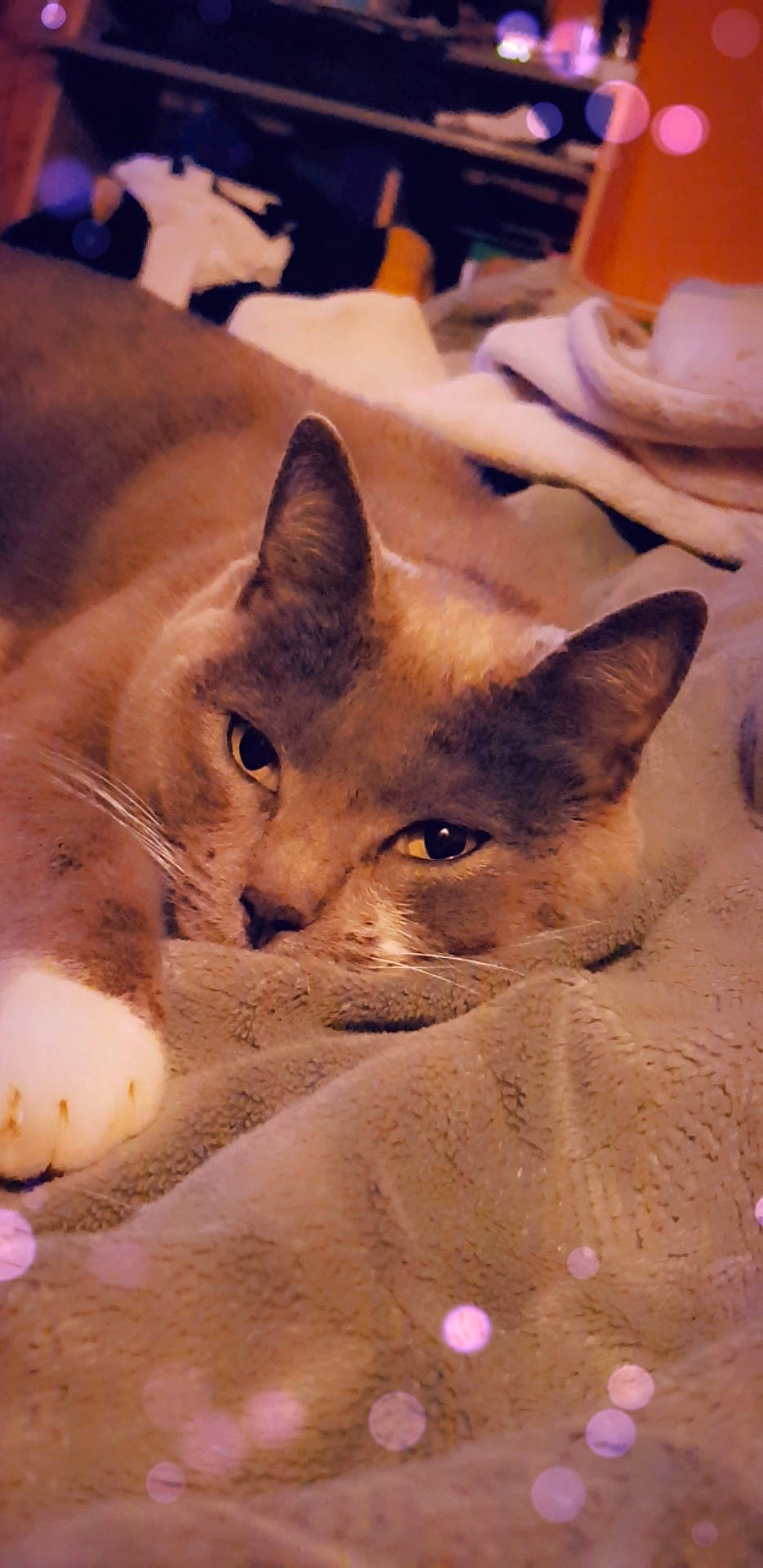 Louna participe au concours pour gagner de l'argent avec cette photo : arabian_mau, asian, burmese, carnivore, cat, domestic_short_haired_cat, european_shorthair, fawn, felidae, kitten, mammal, small_to_medium_sized_cats, snout, vertebrate, whiskers