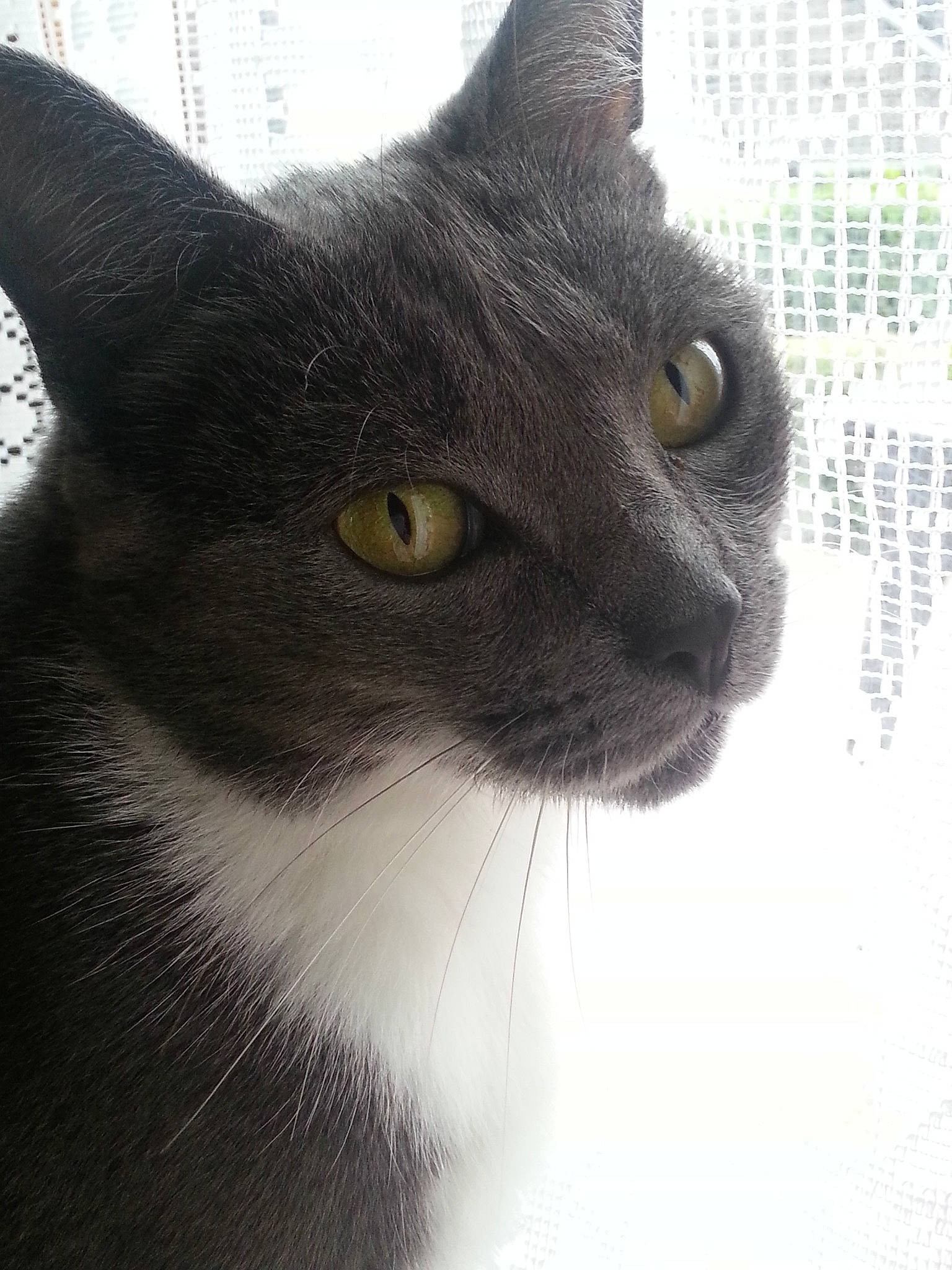 Louna participe au concours pour gagner de l'argent avec cette photo : black_cat, british_shorthair, burmese, carnivore, cat, chartreux, domestic_short_haired_cat, eye, felidae, korat, mammal, small_to_medium_sized_cats, snout, vertebrate, whiskers