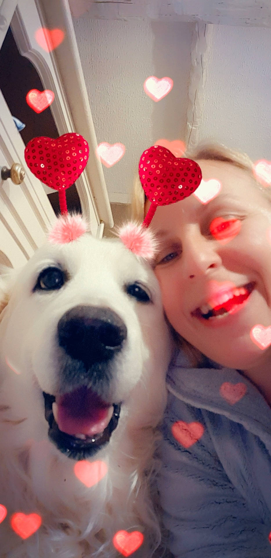 Djazzy participe au concours pour gagner de l'argent avec cette photo : canidae, carnivore, companion_dog, dog, dog_breed, lip, puppy_love, smile