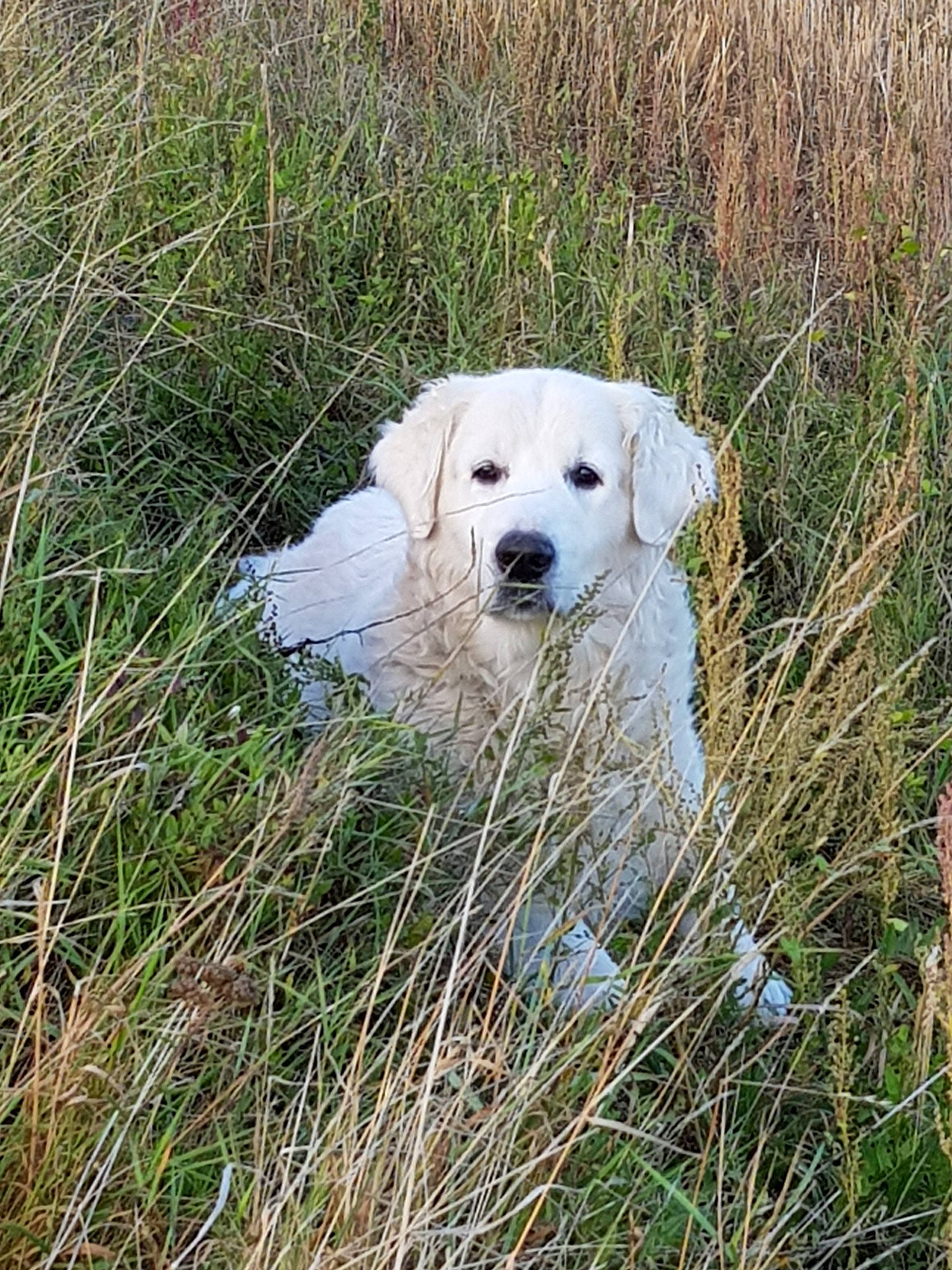 Djazzy participe au concours pour gagner de l'argent avec cette photo : akbash_dog, canidae, carnivore, dog, dog_breed, field_trial, golden_retriever, grass, great_pyrenees, kuvasz, labrador_retriever, livestock_guardian_dog, mammal, maremma_sheepdog, polish_tatra_sheepdog, puppy, retriever, slovak_cuvac, sporting_group, vertebrate