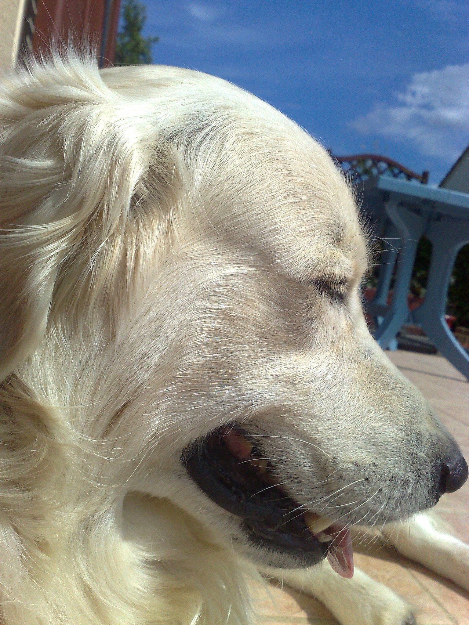 Djazzy a rejoint le concours — aidez-le/la à gagner de superbes lots ! canidae, carnivore, companion_dog, dog, dog_breed, fawn, great_pyrenees, livestock_guardian_dog, mammal, nose, rare_breed_dog, retriever, snout, sporting_group, vertebrate, whiskers