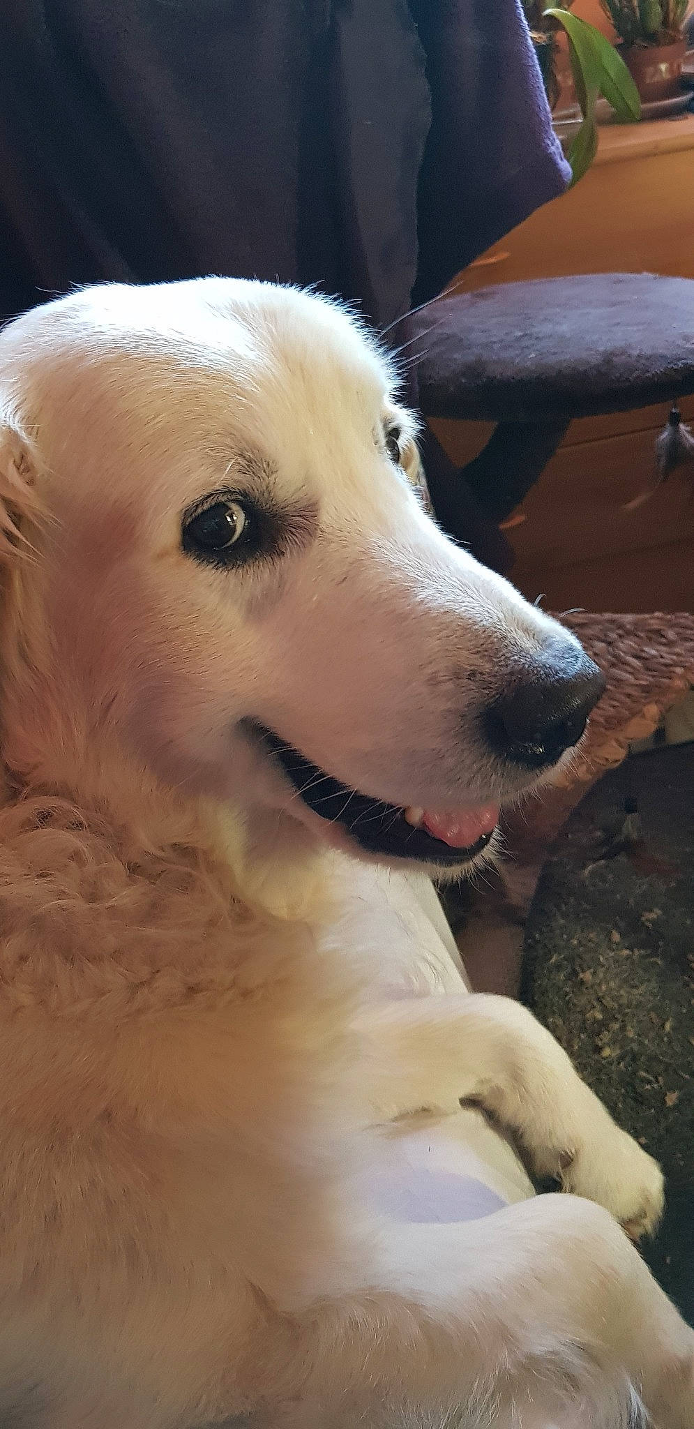 Djazzy a rejoint le concours — aidez-le/la à gagner de superbes lots ! akbash_dog, canidae, carnivore, dog, dog_breed, golden_retriever, great_pyrenees, kuvasz, labrador_retriever, livestock_guardian_dog, mammal, maremma_sheepdog, rare_breed_dog, retriever, snout, sporting_group, vertebrate