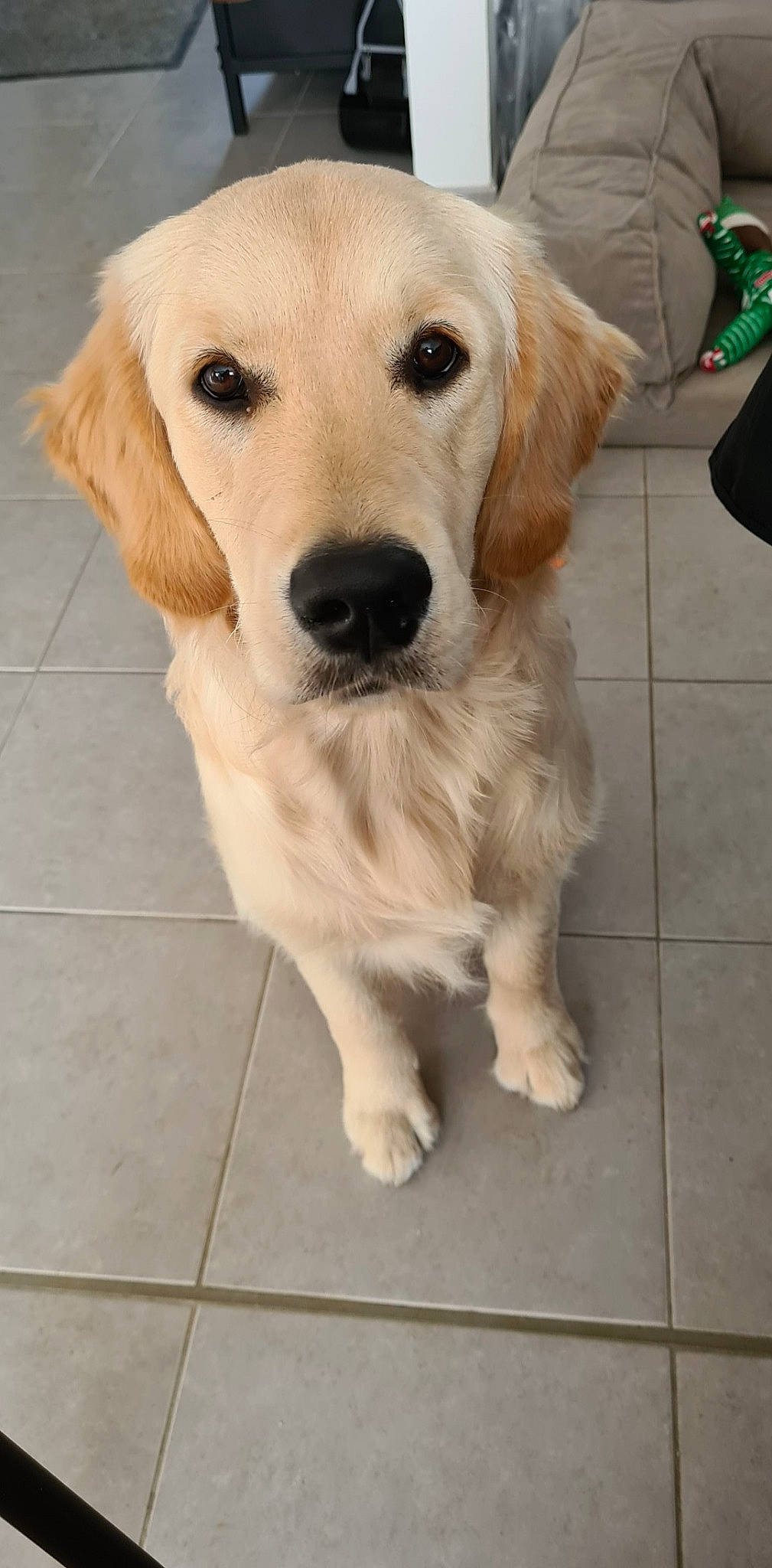 Radjah participe au concours pour gagner de l'argent avec cette photo : ancient_dog_breeds, beagador, canidae, carnivore, companion_dog, dog, dog_breed, fawn, golden_retriever, labrador_retriever, mammal, puppy, rare_breed_dog, retriever, small_greek_domestic_dog, snout, sporting_group, vertebrate, whiskers