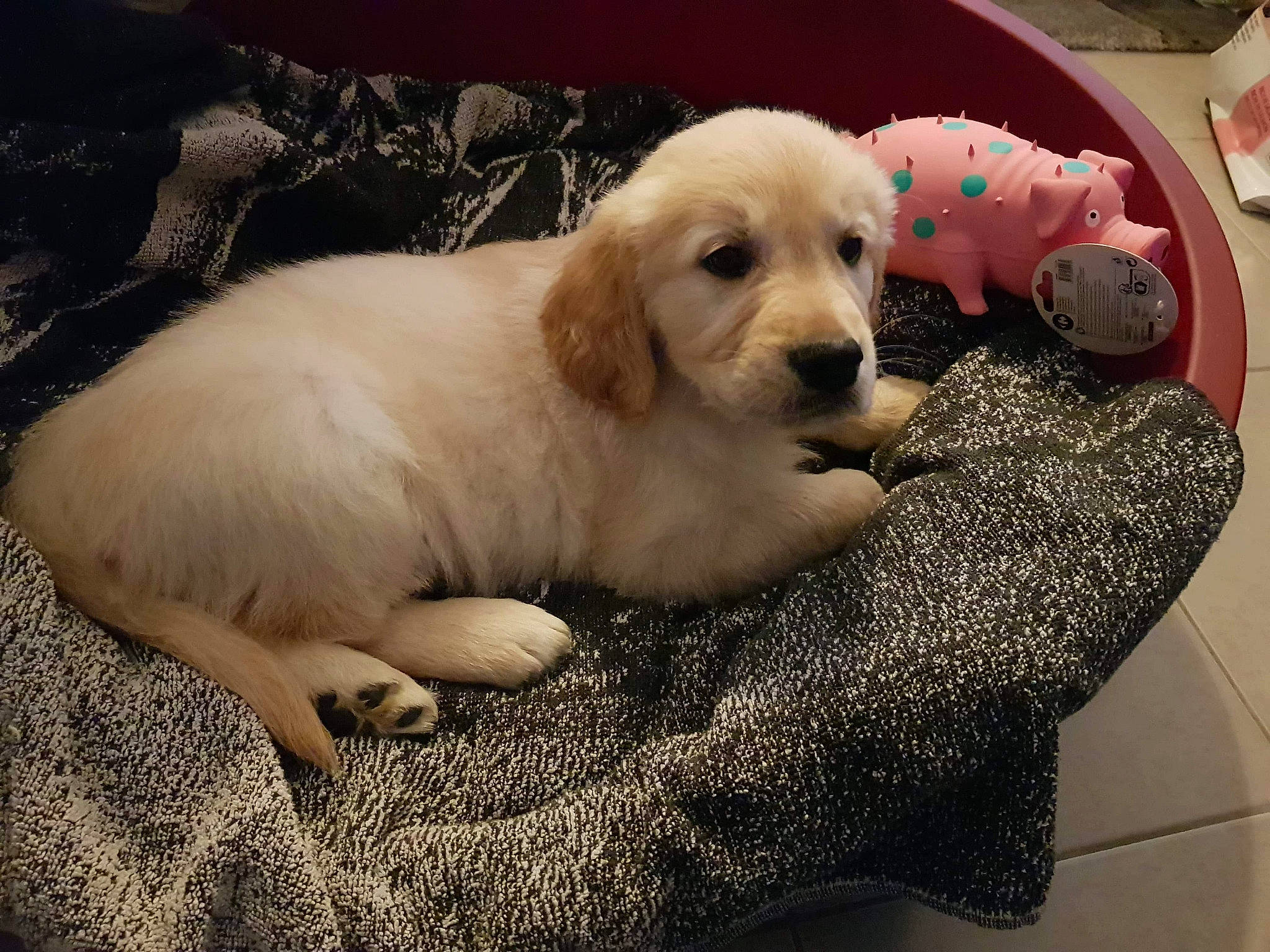 Radjah participe au concours pour gagner de l'argent avec cette photo : akbash_dog, beagador, canidae, carnivore, companion_dog, dog, dog_breed, fawn, golden_retriever, labrador_retriever, mammal, maremma_sheepdog, polish_tatra_sheepdog, puppy, puppy_love, rare_breed_dog, retriever, small_greek_domestic_dog, sporting_group, vertebrate