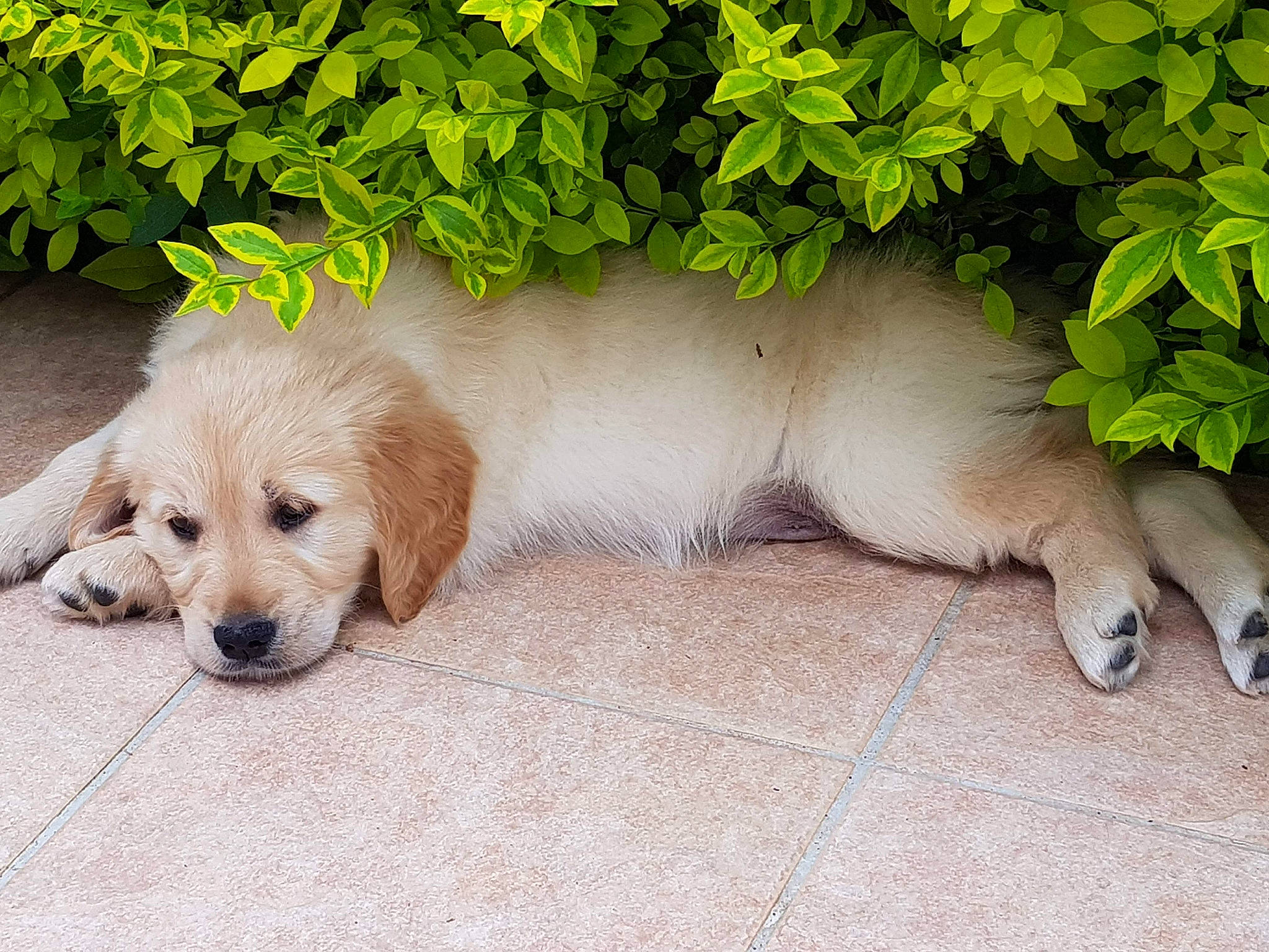 Radjah a rejoint le concours — aidez-le/la à gagner de superbes lots ! canidae, carnivore, companion_dog, dog, dog_breed, fawn, golden_retriever, hovawart, labrador_retriever, mammal, paw, plant, puppy, retriever, small_greek_domestic_dog, sporting_group, tail, vertebrate