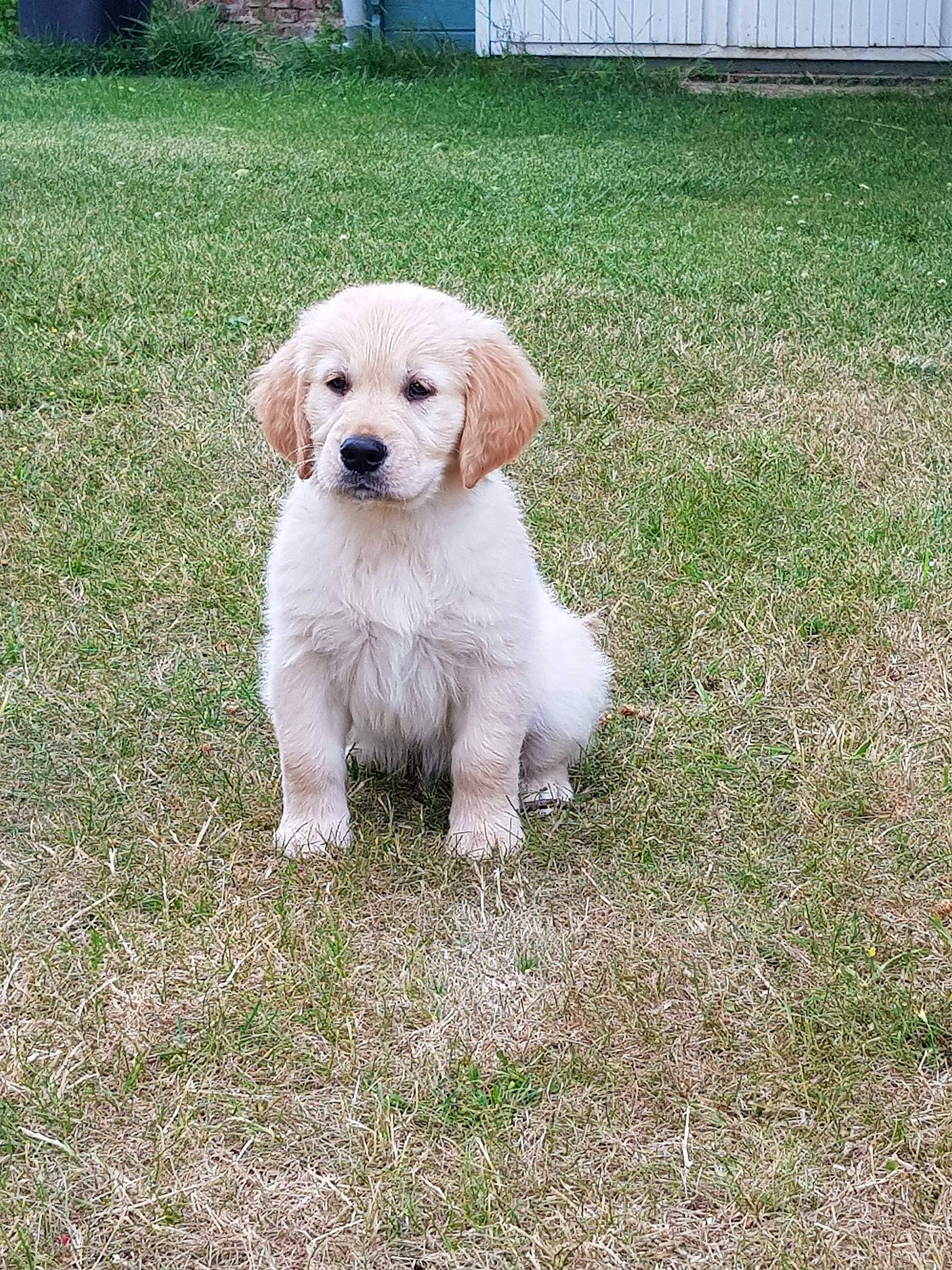 Radjah a rejoint le concours — aidez-le/la à gagner de superbes lots ! canidae, carnivore, companion_dog, dog, dog_breed, fawn, golden_retriever, goldendoodle, grass, labradoodle, labrador_retriever, mammal, puppy, rare_breed_dog, retriever, small_greek_domestic_dog, sporting_group, vertebrate