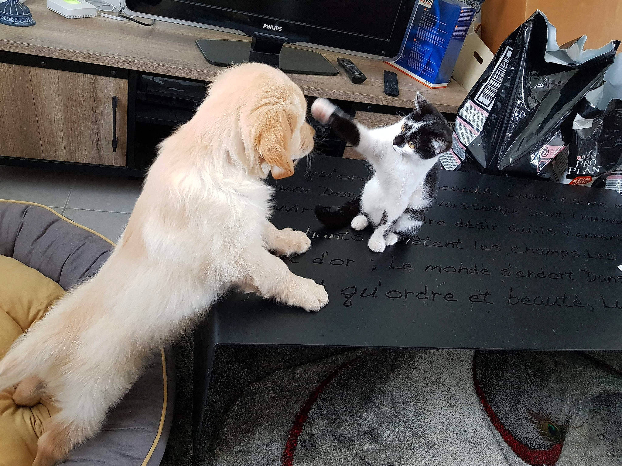 Radjah a rejoint le concours — aidez-le/la à gagner de superbes lots ! canidae, carnivore, companion_dog, dog, dog_breed, fawn, fur, mammal, puppy, puppy_love, small_greek_domestic_dog, sporting_group